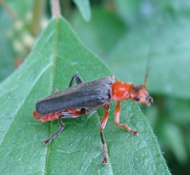 Cantharis...1 o 3???